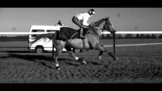 Galloping Horse in Super Slow Motion [upl. by Maye]