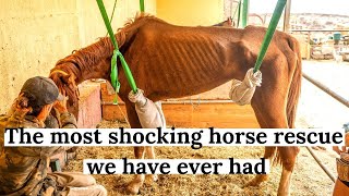 The most difficult rescue horse we ever had Dorys full Story Tenerife Horse Rescue [upl. by Retsae]