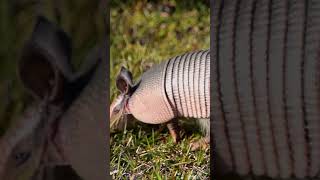 Nina amp Max Teach Kids About Armadillos 🦔 Cool Armadillo Facts for Kids [upl. by Bertolde]