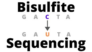 Bisulfite Sequencing  detect DNA Methylation [upl. by Hadik]