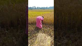 Nihuri nihuri b b Gori YouTube short video [upl. by Heddie581]