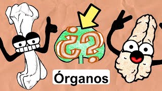 Órganos del Sistema Inmunológico  Médula Ósea Timo Linfonodos [upl. by Winthrop94]