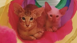 Oriental Shorthair Cats Meow  Tinsel amp Braveheart [upl. by Ferriter]