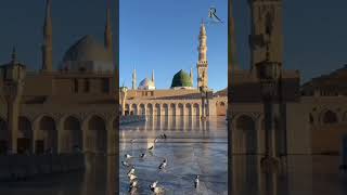 Seyyed abdul wasi qadri razvi naat shorts new viralvideo [upl. by Anisor]