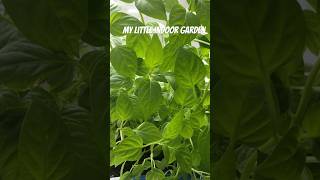 I STARTED AN INDOOR GARDEN [upl. by Devaney]