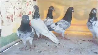 Pigeons sale ho na sa phlay lalo  for sale 🥳 03348732496  chakwal pigeon care [upl. by Florette]