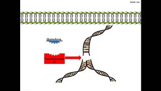 Quinolone  Machanism of Action [upl. by Yoko]