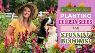 Ultimate Guide Planting Celosia Seeds for Summer Blooms [upl. by Lonee]