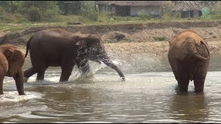 Elephants React To The Trumpet Sound And Rush To Join Each Other  ElephantNews [upl. by Portuna]