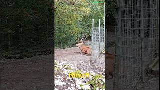 Red deer stag Switzerland shorts switzerland animals reh tiere [upl. by Storm]