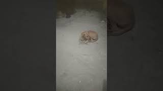 Mahan durdarshi waqt 🦮 pradeepcomedy funny comedy emotional motivation dog dogs puppy [upl. by Suired]