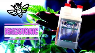 Canna Rhizotonic 🌴 Erklärt 🌷 [upl. by Natalina]