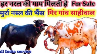 7635895404📞cow selling Indian price 25000 Aravali dairy farm aravalidairyfarm​ cows​ farming​ [upl. by Enilraep]