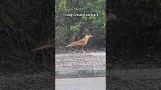 Falcon Crested Caracara young adult up close video shortvideo shortsvideo caracara [upl. by Yenitsed]