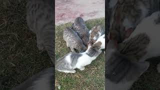 The cat swarm the cute kitten hard to feed catlover cat kitten [upl. by Case]