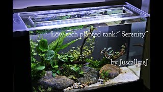 Low tech planted tankquot Serenityquot [upl. by Nnaegroeg]