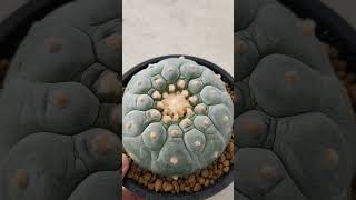 Lophophora fricii Super White 🇯🇵 [upl. by Danzig87]