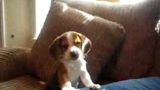 beagle puppy howl [upl. by Anah]