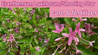 Eranthemum LaxiflorumShooting Star Plant Care Eranthemum Laxiflorum  Pink Tagar plant की देखभाल [upl. by Felicidad624]