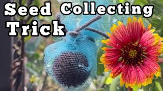 Seed Collecting Knowing What are Good Seeds How to Collect Gaillardia Indian Blanket Flowers [upl. by Dnanidref]