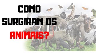 ORIGEM E EVOLUÇÃO DOS METAZOÁRIOS  RESUMÃO BIOLOGIA ZOOLOGIA [upl. by Munafo]