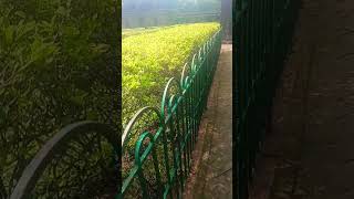 Wo ho tum wo ho tum love bollywood nature youtubeshorts hindisong shootlove [upl. by Luane145]