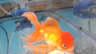 Goldfish After Salt Bath [upl. by Nhar]