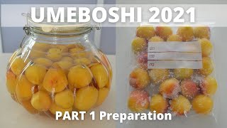 UMEBOSHI 2021  Part 1 Preparation  3 ways to make Umeboshi EP284 [upl. by Leicam]