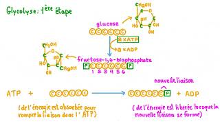 1 La glycolyse  première étape de la dégradation du glucose [upl. by Shig]