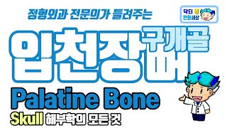 구개골 Palatine bone 입천장뼈에 대한 모든 것 [upl. by Jovia]