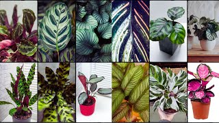 CALATHEA PLANT VARIETIES  Plants Weekly [upl. by Sualokin250]