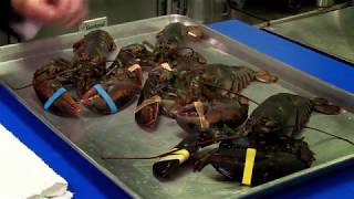 Steaming Lobster and Removing the Meat [upl. by Aurlie]