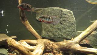 Central American Cichlid Community Aquarium 11317 [upl. by Dilahk463]