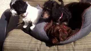 Adorable Dapple Dachshund Mix Puppies [upl. by Tereb]