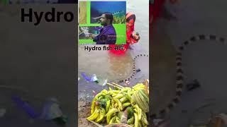 Hydro Fish Snake In Chhath Puja ByKhan Sirshorts subscribe motivationchhathviralshorts reels [upl. by Ssirk633]