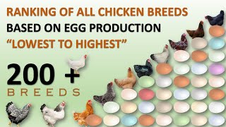 Ranking of All Chicken Breeds Based on Egg Production 🥚🐔  Eggs  Hens  Chickens  Chicken Eggs [upl. by Enywad]