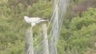 PALLID HARRIER  Forest of Bowland  Circus macrourus [upl. by Eejan]