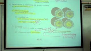 ANATOMY CIRCULATORY SYSTEM PART 5 HISTOLOGY OF BLOOD VESSELS by Professor Fink [upl. by Annaira]