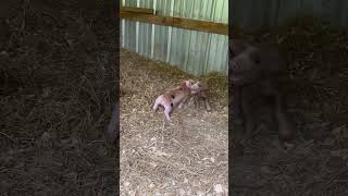 Piglets fighting Mama PIG says ENOUGH [upl. by Leahsim647]