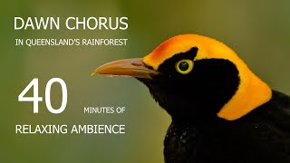 Dawn Chorus Queenslands Tropical Rainforest Ambiance [upl. by Arretnahs]