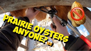 How to CASTRATE a BIG 450LB BULL Calf  Humane Castration Using a Elastrator Tool amp Rubber Band🤠 [upl. by Hahnke778]