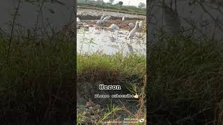 Heronplease subscribe herons indian [upl. by Kendal]