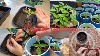 Updates on Tomatoes in Peat Pellets and Dehydrated Cayenne Seed Experiment 2 [upl. by Bonny]