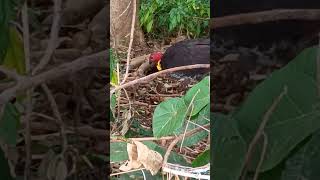 Bats Bush Turkey and Whipbird [upl. by Vincenty622]