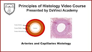 Arteries and Capillaries Histology Cardiovascular Histology 1 of 4 [upl. by Aekerly373]