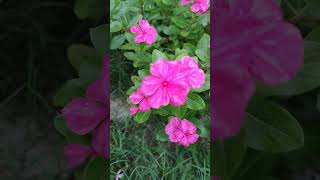 Teresitasmaravillas flowers jardin flor [upl. by Ociredef]