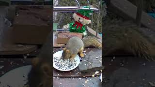 Squirrel reaction time [upl. by Rolanda]