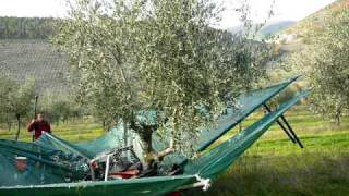 Mechanical Harvesting of Olives in Italy [upl. by Drusus]