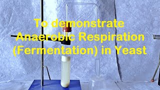 Fermentation in Yeast Experiment [upl. by Yhprum]