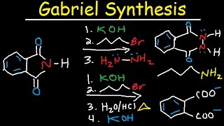 Gabriel Synthesis Reaction Mechanism  Alkyl Halide to Primary Amine [upl. by Nalyr]